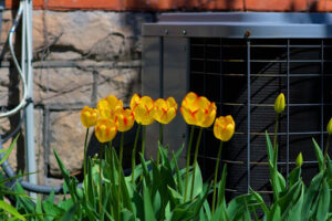 Flowers growing near an outdoor AC unit.